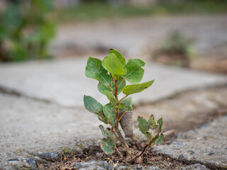 plant in the ground