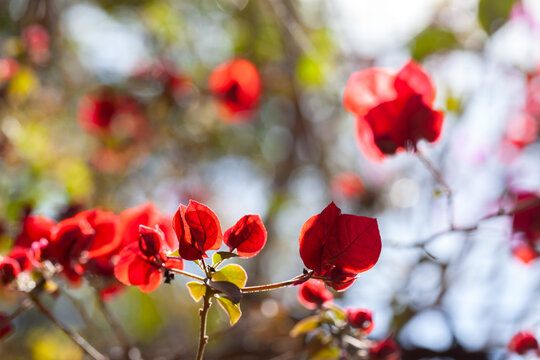 Red bougainvillea flowers - ornamental flower