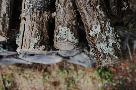 Logs