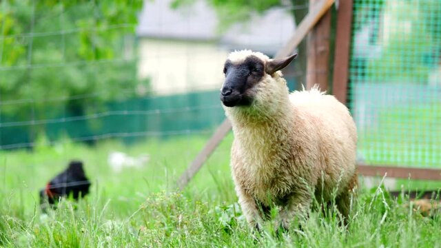 Young ram grazing in the garden of farm in 4K VIDEO with AUDIO. Poultry in the background. Organic BIO farming, animal rights, back to nature concept.