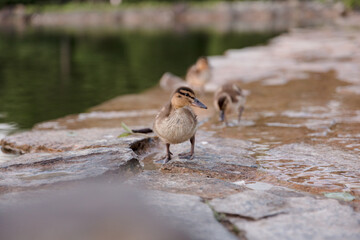 Mallard duckling on the riverbank