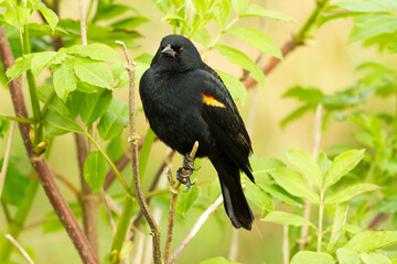 The red-winged blackbird (Agelaius phoeniceus) perched on a cattail.  It is a passerine bird of the family Icteridae found in most of North and much of Central America.