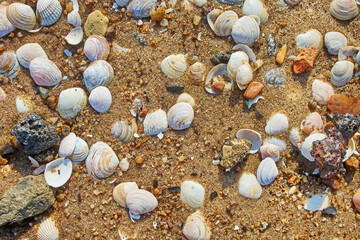 shells on the beach sand