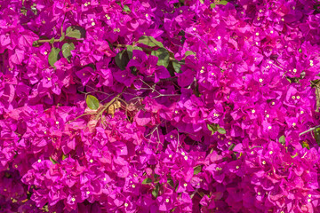 Pink bougainvillea flowers - ornamental flower - background