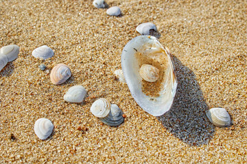 shells on the beach sand