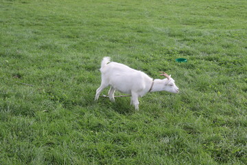 Obraz premium goats on village grass feeding