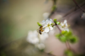 bee on a flower