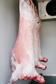 lamb carcass hanging in mobile fridge unit