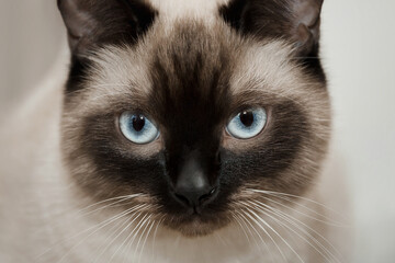 Siamese cat. Black and white shorthair cat. Copy space.  Pussycat.