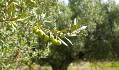 arbre d'olive vert nature 
