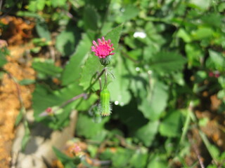red rose bush