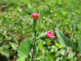 red poppy flower