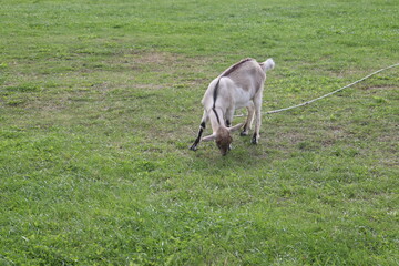 goats on village grass feeding