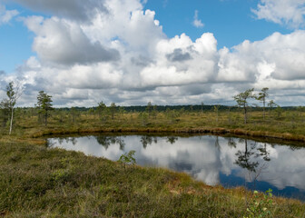 summer landscape from the swamp, white cumulus clouds reflect in the dark swamp water. Bright green bog grass and small bog pines on the shore of the lake. Nigula bog, Estonia.