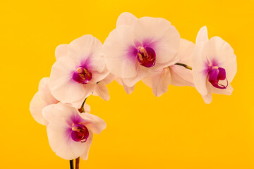 Beautiful white Phalaenopsis orchid flower