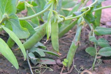 peas grow in the garden