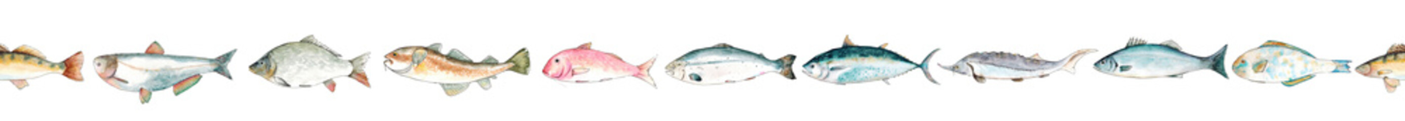 Watercolor hand drawn sketch illustration seamless pattern border with fish Seabass, Tuna, Red mullet, Carp, Pike perch, Parrot fish, Sturgeon, Salmon, Cod, Silver carp with lettering isolated