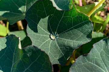 green nasturtium leaf and dew drop, close - up.