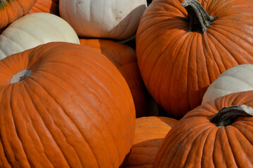 Closeup of pumpkins
