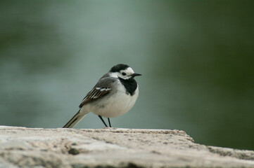 White wagtail