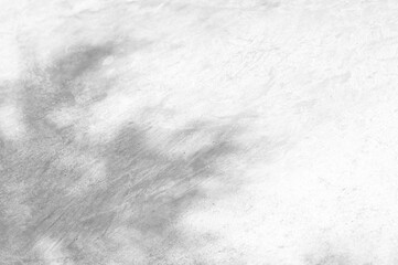 Abstract Shadow. blurred background. gray leaves that reflect concrete walls on a white wall surface for blurred backgrounds and monochrome wallpapers.