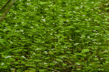 grass pattern