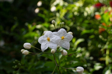 Flores de jazmin en el jardín
