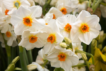 closeup of group of orange and white narcissus flowers in a field near woodburn, Oregon