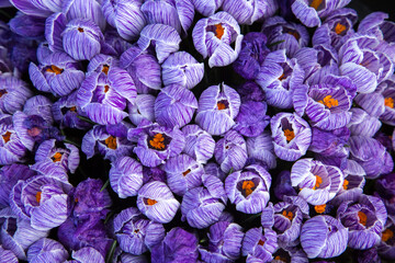 closeup of group of purple tulips near woodburn, Oregon