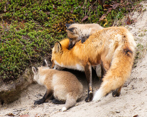 Red Fox Stock Photo. Red Fox mother and kit foxes in the forest by the burrow den. Image. Portrait. Photo. Picture. Playing and cuddling up to their mother.
