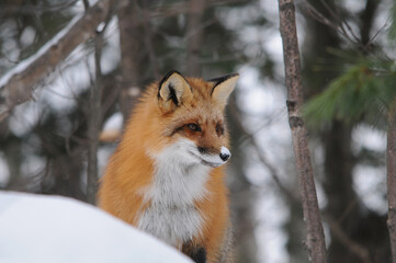 Fox Red Fox Stock Photo.  Red Fox head close-up with a blur background in the forest in the winter season enjoying its habitat and environment. Fox in the winter season.