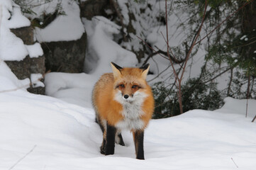 Red Fox Stock Photo.  Red Fox in the forest in the winter season in its habitat and environment with a snow background. Fox in the winter season.