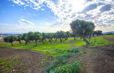 Fototapeta na wymiar paysage champ d'olive 