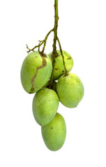 Many mango fruit stems combined with a bushy white background.