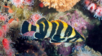 Fototapeta na wymiar Sebastes serriceps, Treefish, juvenile