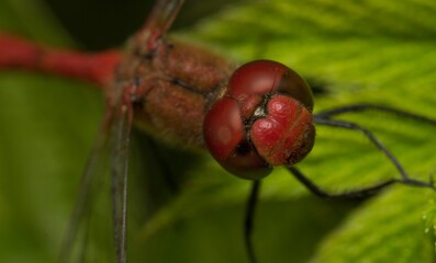 dragonfly ruddy darter head detail