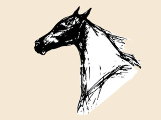 horse head, portrait, sketch, graphics monochrome fine pen drawing on colored background   © Viktoria Suslova