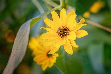 Top view of Heliopsis blossom in autumn