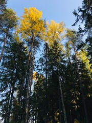 autumn trees in the forest