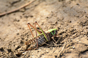 large locusts on a sandy road lit by the sun