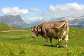 Almkühe. Braune Kühe auf der Almweide.