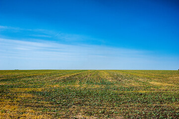 Fototapeta na wymiar Green field after harvest and winter sowing