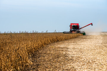 The combine harvests grain crops