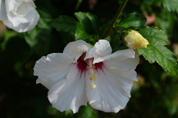 Close up of white colored of Hibiscus Rosa flower, also known as Chinese Hibiscus, China Rose in garden.