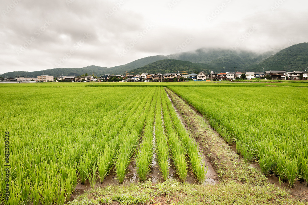 Wall mural rice fields in the toyohashi countryside in aichi prefecture, japan