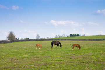 Horses at horse farm. Mares with foals on green pastures. Spring country landscape.