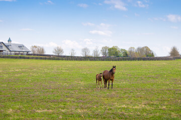 Horses at horse farm. Mare with foal on green pastures. Spring country landscape.