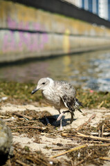 Sick skinny cormorant with a weak wing walks along the banks of the river and grass and garbage. Embankment of the city against the background of high-rise buildings