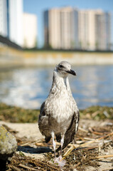Sick skinny cormorant with a weak wing walks along the banks of the river and grass and garbage. Embankment of the city against the background of high-rise buildings