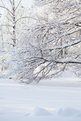 Snowfall in the forest, cold winter weather scene, snow covered tree branch